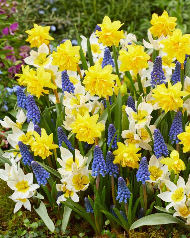 Løgblanding 'Helle'